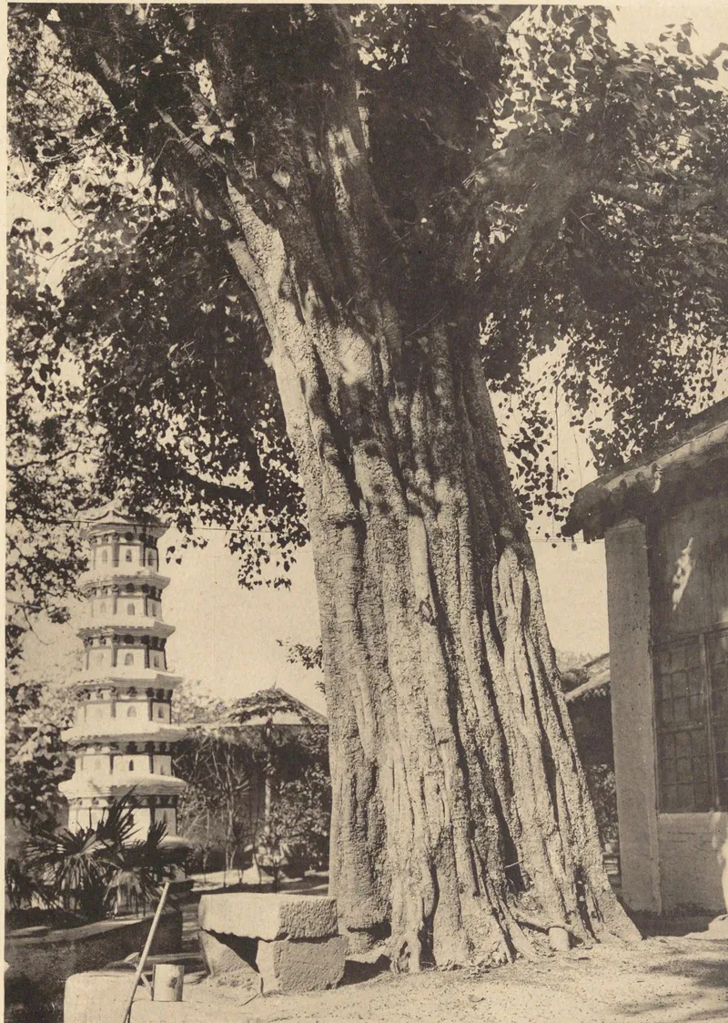 Zhongguo Wenhua Shiji, dritte Sammlung: Bodhi-Baum und Haarpagode des sechsten Patriarchen des Guangxiao-Tempels von 1928