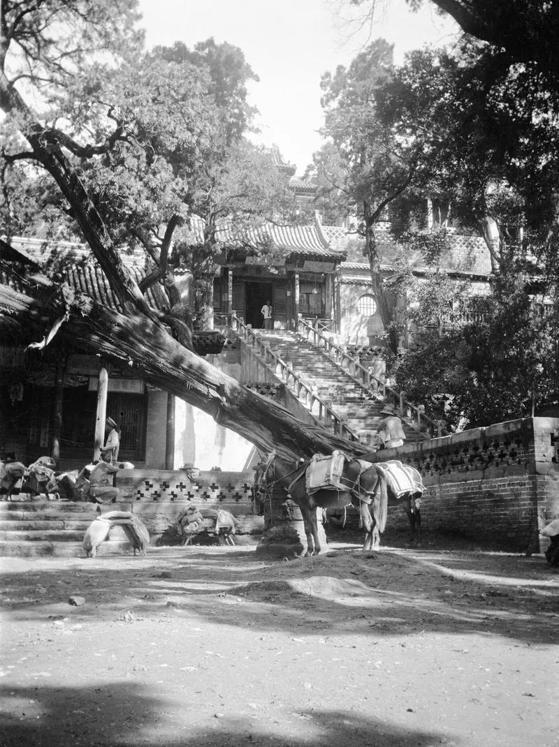 Fotoalbum von Frederick G. Clapp: alte Ansicht der alten Bäume und Hallen von Jinci